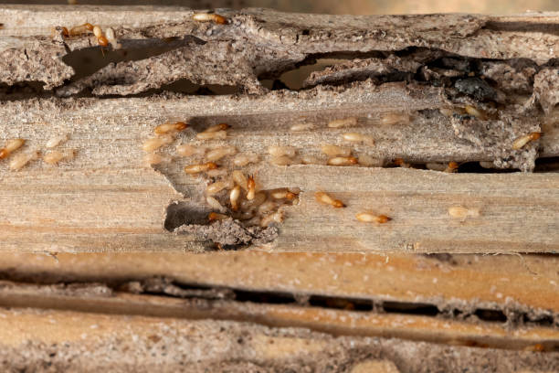 Best Local Pest Control Services  in Port Angeles, WA