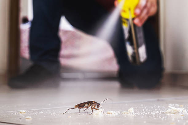 Spider Control Near Me in Port Angeles, WA