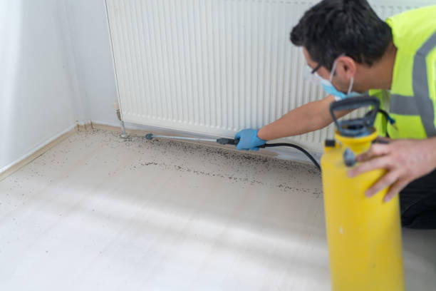 Flea Control Services in Port Angeles, WA