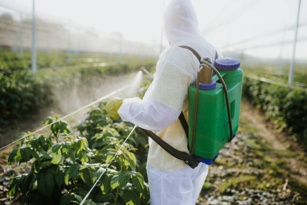 Wasp Removal Services in Port Angeles, WA